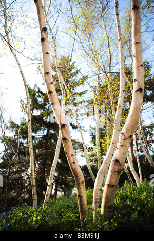 WHITESPIRE BIRCH GROVE BETULLA PLATYPHYLLA JAPONICA WHITESPIRE ET VIRGINIA BLUEBELLS AU PRINTEMPS DANS LE NORD DE L'ILLINS USA Banque D'Images