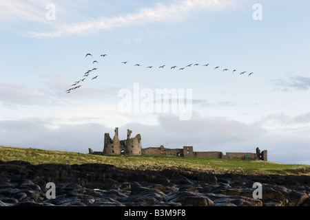 Troupeau d'oies en formation au château de Dunstanburgh Northumberland Royaume-uni fin août 2008 Banque D'Images