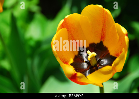 Belle tulipe jaune sur fond vert luxuriant Banque D'Images