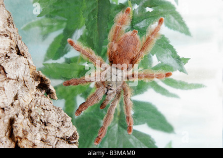 Araignée orange (Pseudoclamoris gigas) Banque D'Images