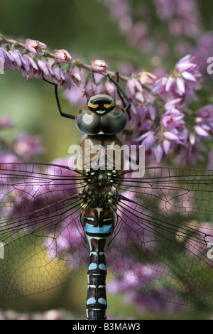 Hawker migrants Dragonfly Aesha mixta reposant sur la floraison Heather Banque D'Images