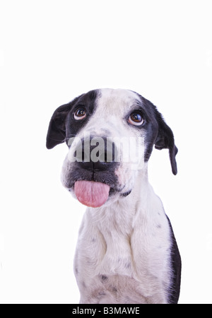Scirpe ou triste dogue allemand noir et blanc chien mix avec langue isolé sur fond blanc Banque D'Images