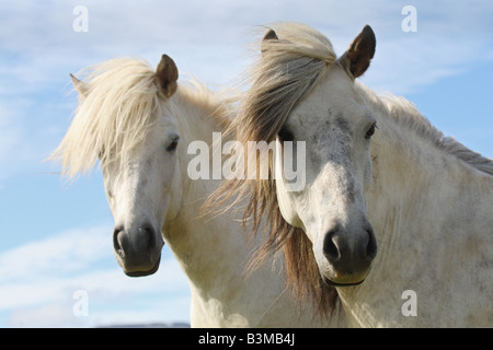 Deux chevaux Islandais - portrait Banque D'Images