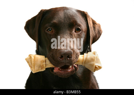 Tourné d'un labrador chocolat avec un os dans cette bouche Banque D'Images