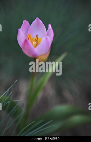 LILAC WONDER TULIPA BAKERI WILDFLOWER AU PRINTEMPS DANS LE NORD DE L'ILLINOIS Banque D'Images