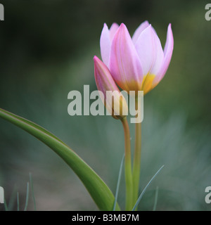 LILAC WONDER TULIPA BAKERI WILDFLOWER AU PRINTEMPS DANS LE NORD DE L'ILLINOIS Banque D'Images