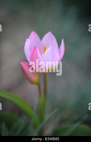 LILAC WONDER TULIPA BAKERI WILDFLOWER AU PRINTEMPS DANS LE NORD DE L'ILLINOIS Banque D'Images