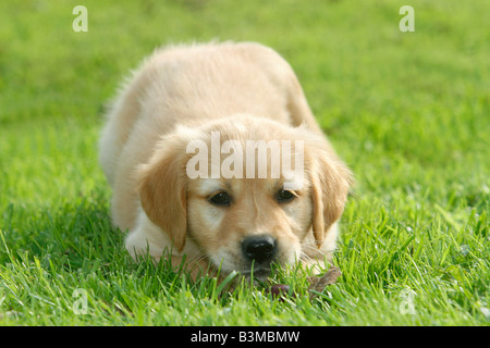 Chiot golden retriever - lying on meadow Banque D'Images