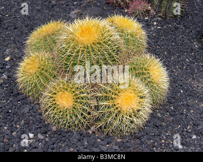 Six tables rondes Cactus Banque D'Images