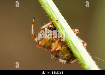 Orb Spider Araneus tissage Banque D'Images