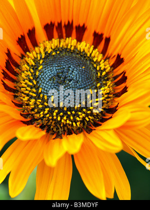 Stock photo libre de zinnia jaune fleur en format portrait Banque D'Images