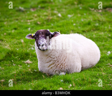 Les jeunes brebis Swaledale yearling lying on grass Cumbria England UK Banque D'Images