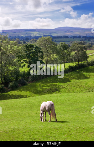 La campagne de Teesdale dans à la frontière avec le Nord du Yorkshire, England, UK Banque D'Images