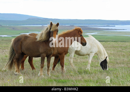 Trois chevaux Islandais - standing on meadow Banque D'Images