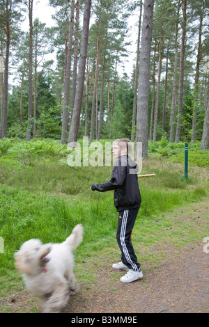 Jeune garçon jouant fetch avec son animal labradoodle chien Banque D'Images