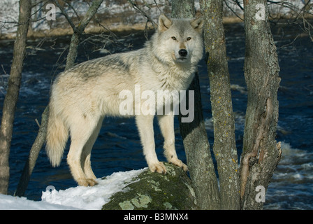 Loup gris (Canis latrans), dans l'ouest de l'Amérique du Nord Banque D'Images