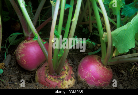 Top violet Globe Blanc Navet Brassica rapa USA Banque D'Images