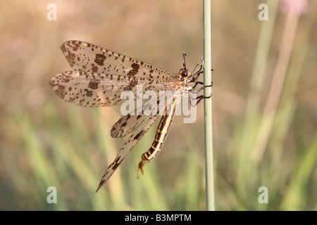 Antlion Palpares libelluloides Péloponnèse, Grèce Banque D'Images