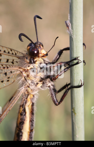 Antlion Palpares libelluloides Péloponnèse, Grèce Banque D'Images