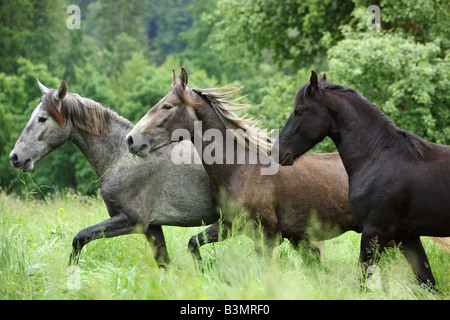 Trois jeunes Etalons - Walking on meadow Banque D'Images