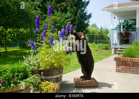 Une couleur cannelle farcies trophée Ours noir Ursus americanus se trouve dans un immeuble d'arrière-cour Banque D'Images