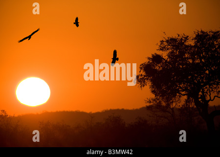 Lever du Soleil avec martial (Polemaetus bellicosus) aigles, plus grand aigle de l'Afrique, dans le parc Kruger, Afrique du Sud. Banque D'Images