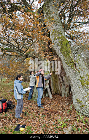 Documentation des naturalistes faits sur grand arbre de chêne Quercus robur en Lettonie Kurzeme Banque D'Images