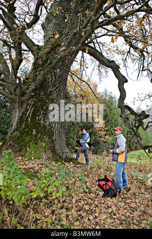 Documentation des naturalistes faits sur grand arbre de chêne Quercus robur en Lettonie Kurzeme Banque D'Images