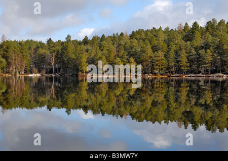 Arbres de pin sylvestre, Loch an Eilein, près d'Aviemore, Highlands, Scotland Banque D'Images