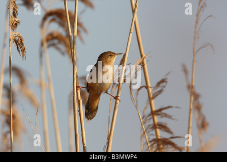 La paruline de Savi (Locustella luscinioides). Mâle en chant perché sur une tige de roseau Banque D'Images