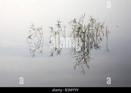 Groupe de roseaux avec des réflexions sur l'eau calme. Banque D'Images