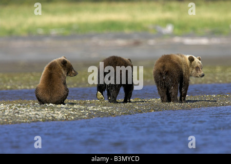 Ours grizzli (Ursus arctos oursons marcher le long banc de sable dans Hallo Bay, en Alaska, en septembre. Banque D'Images