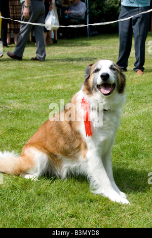 Lauréat à fête du village dog show, Thaxted, Wiltshire Banque D'Images