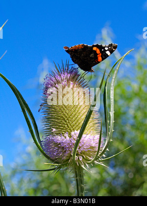 Schmetterling auf einer Distel, chardon avec papillon Banque D'Images