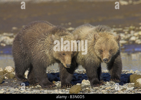 Ours grizzli (Ursus arctos oursons marcher le long creek 'chat' dans Hallo Bay, en Alaska, en septembre. Banque D'Images