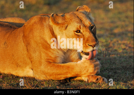 L'African Lion Panthera leo femme licking paw Masai Mara, Kenya, Afrique du Sud Banque D'Images
