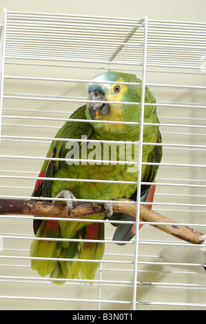 La façade bleue Amazon parrot en cage. Banque D'Images