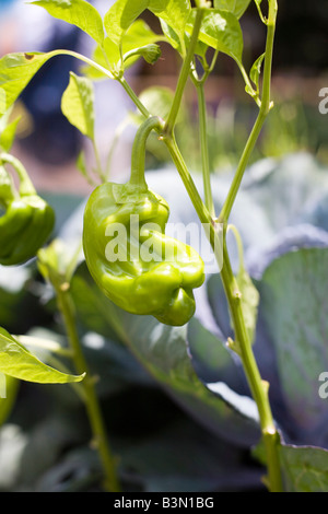 Epcot Flower and Garden Show Epcot Center Walt Disney World Orlando Floride plantes Fleurs Banque D'Images