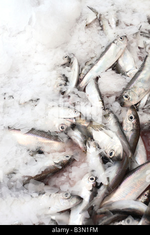 Poisson frais d'être emballés avec de la glace après avoir été déchargé au quai du port de pêche Banque D'Images