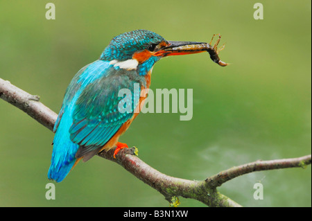 Kingfisher Alcedo atthis commun adulte avec les larves de libellules proie Suisse Banque D'Images