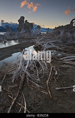 Plantes sèches du plomb dans les tufas de Mono Lake à l'aube. Banque D'Images