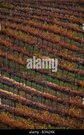 Vineyard Banque D'Images