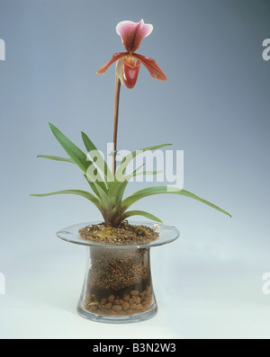 Orchid (Paphiopedilum) Banque D'Images