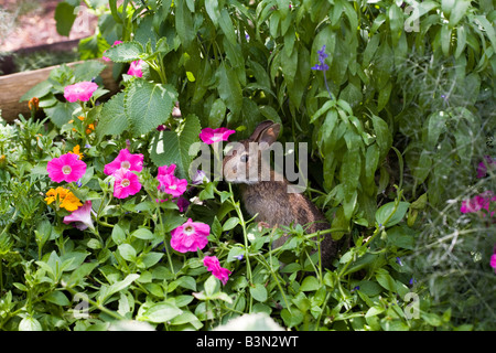 Epcot Flower and Garden Show Epcot Center Walt Disney World Orlando Floride plantes Fleurs Banque D'Images