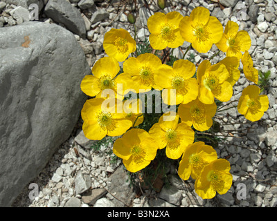 Alpes Rhétiques / Papaver alpinum rhaeticum pavot Banque D'Images