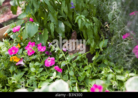 Epcot Flower and Garden Show Epcot Center Walt Disney World Orlando Floride plantes Fleurs Banque D'Images