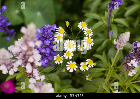 Epcot flower and garden show epcot center walt disney World Orlando Floride plantes Fleurs Banque D'Images