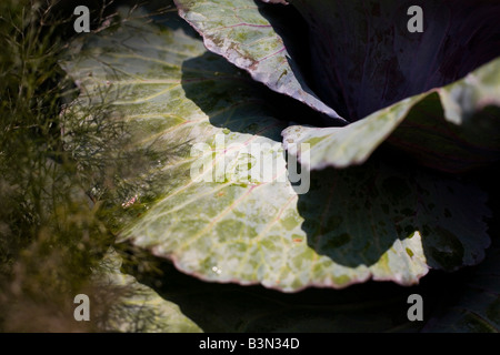 Epcot flower and garden show epcot center walt disney World Orlando Floride plantes Fleurs Banque D'Images