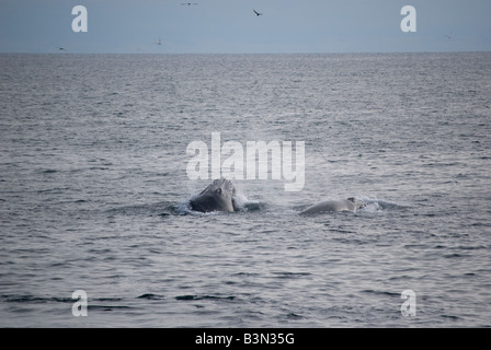 Baleine à bosse (Megaptera novaeangliae) Reykjavik Islande Banque D'Images
