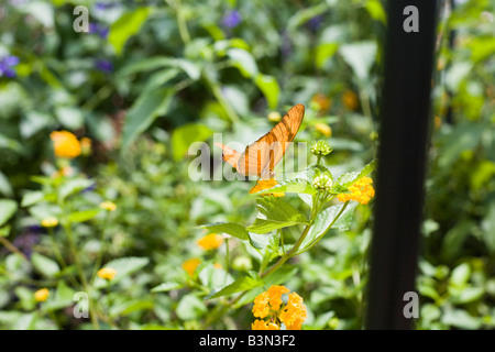 Epcot flower and garden show epcot center walt disney World Orlando Floride plantes Fleurs Banque D'Images